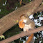 Indian Palm Squirrel /Three-striped Palm Squirrel