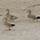 Gadwall         Males and Female