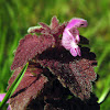 Red Deadnettle