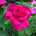 Rosa. Rose