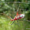 Red Spiny Assassin Bug