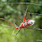 Red Spiny Assassin Bug