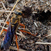 Great golden digger wasp (female excavating a nest)