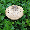 false parasol mushroom