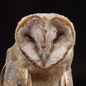 The Barn Owl
