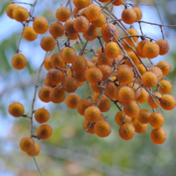 Soapberry tree Project Noah