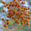 Soapberry tree