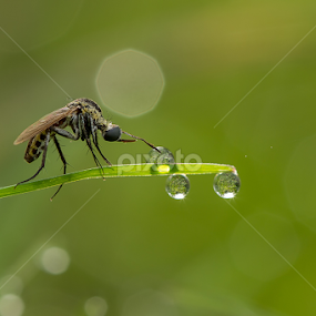 morning by Shandy Abd Azis M - Animals Insects & Spiders