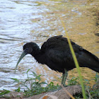 Green Ibis/Coro-Coro; Bare-Faced Ibis