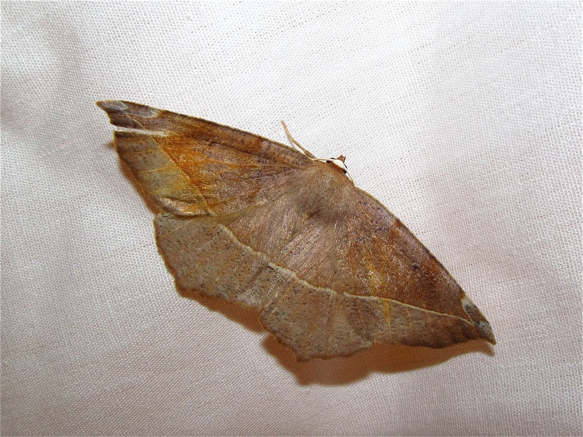 Curve-toothed Geometer