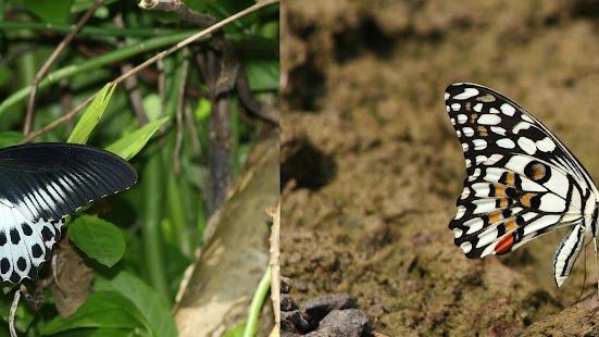 Free Download Butterflies & Bees APK for Android