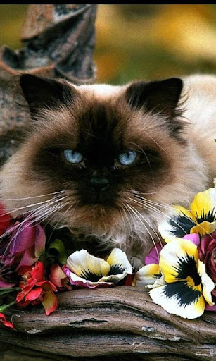 Persian Cats Wallpapers