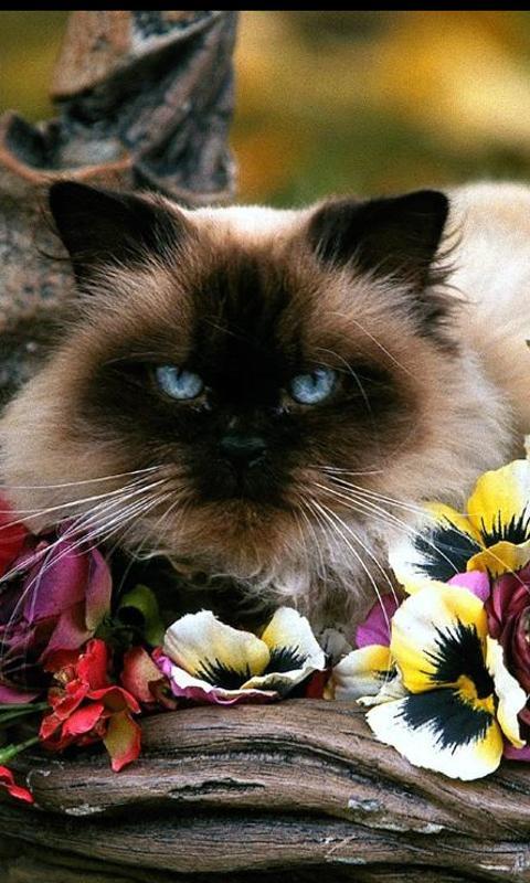  Persian  Cats  Wallpapers Android Apps on Google  Play