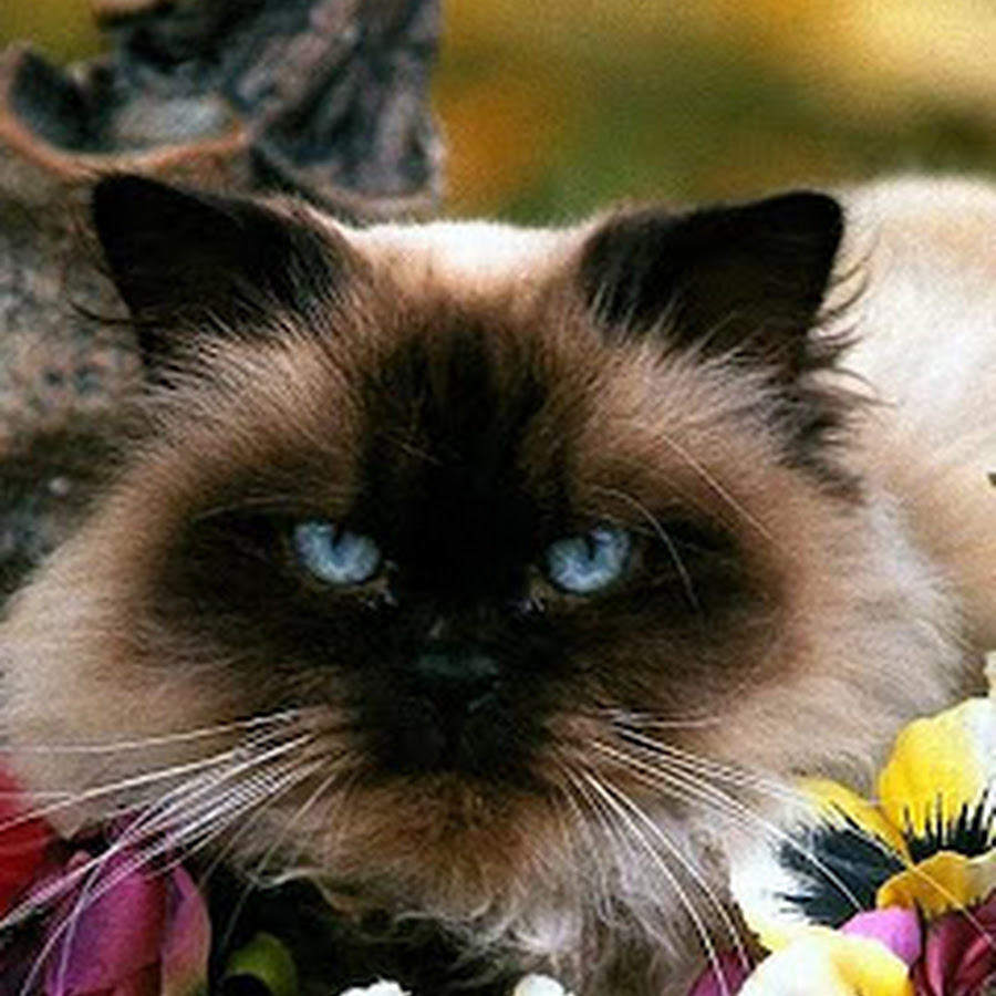 Inspirasi Persian Cat 3d View Google