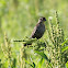 red-winged blackbird female