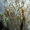 Green tree ant/Weaver ant