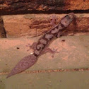 Robust Velvet Gecko