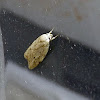 Pale Concealer Moth
