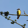 Great Kiskadee