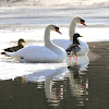 Mute Swans (male & female) Mallard Ducks (male & female)