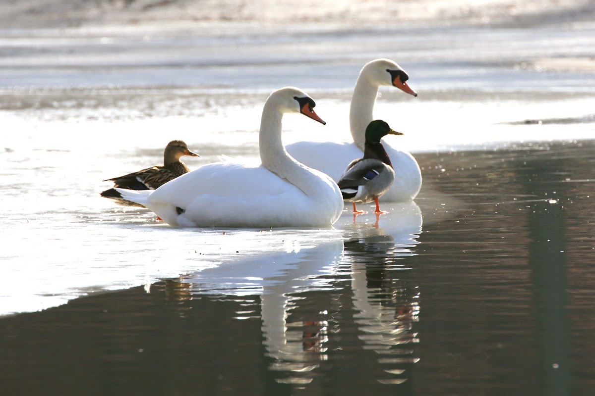 Mute Swans (male & female) Mallard Ducks (male & female)