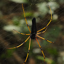 Black Wood spider