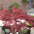 Japanese maple tree