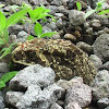 Asian Black Spined Toad