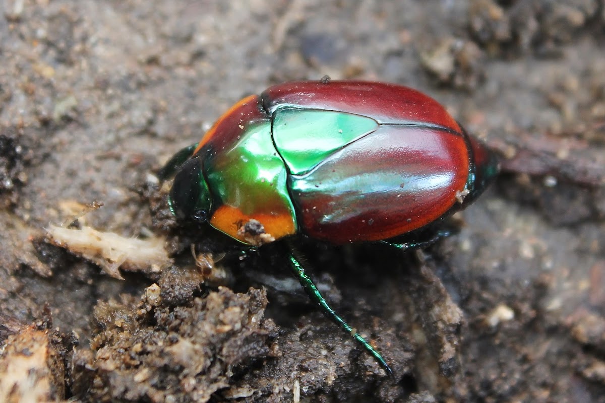 olivieri beetle