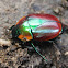 olivieri beetle