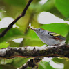 Chestnut-sided Warbler and prey