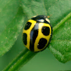 Yellow ladybug