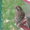 Purple Finch (female)