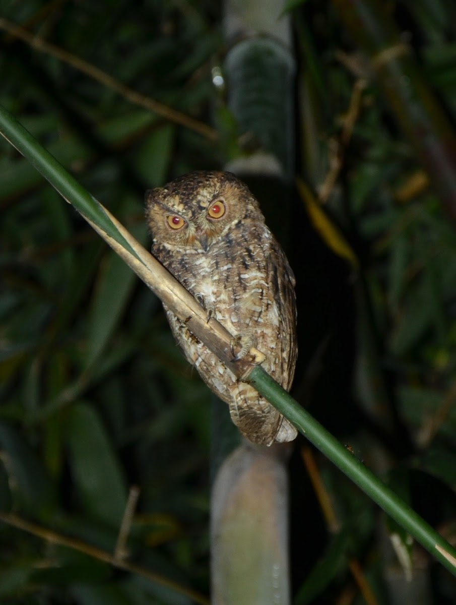 sulawesi scops-owl