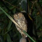 sulawesi scops-owl