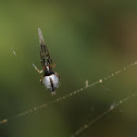 Dewdrop spiders (pair)