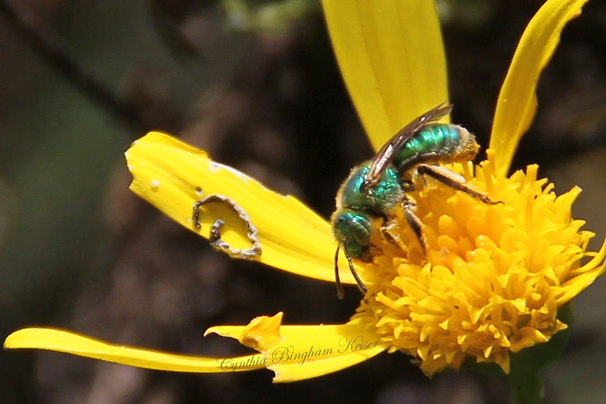 Green Metallic Bee