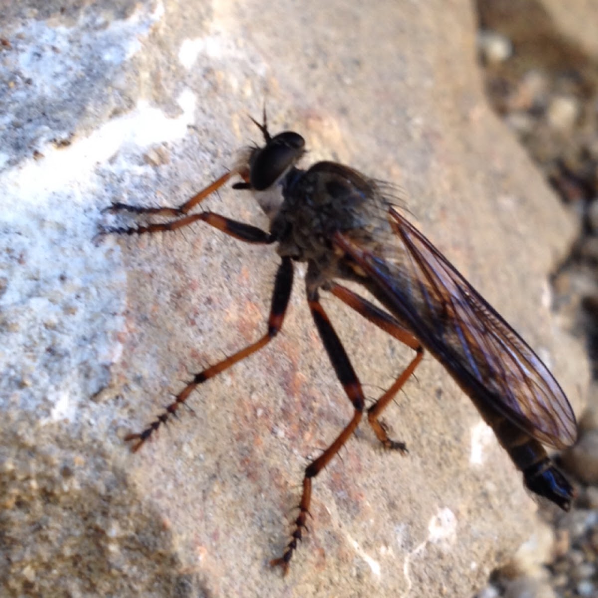 Robber Fly