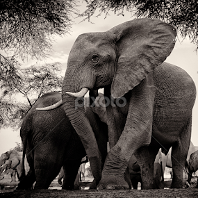 Leaving the Waterhole by Buddy Eleazer - Animals Other Mammals