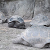 Galapagos Tortoise/Turtles
