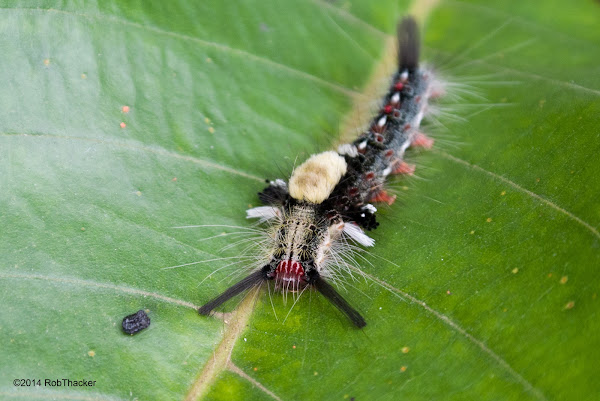 Brown Tussock Moth Caterpillar Project Noah