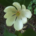 Wild magnolia