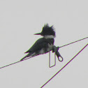 Kingfisher male