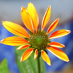 Late Summer Cone Flower by Brian Robinson - Flowers Single Flower