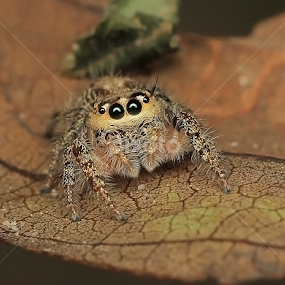 by Ayang Julieana Mohamed - Animals Insects & Spiders
