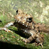 Rain forest Frog