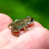 American Toad(let)
