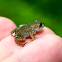 American Toad(let)