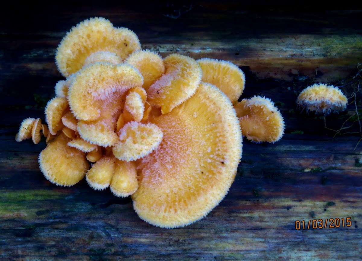 Mock oyster mushroom