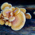 Mock oyster mushroom